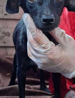 Kleine 6kg-Junghündin Keira - Koblenz