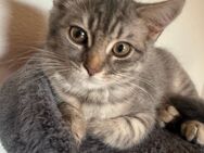 Bkh Kitten Katzenbaby weiblich - Neunkirchen (Saarland)