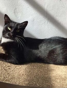 Drinnen Katze sucht Familie mit Kindern - Moers