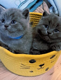 Bkh kitten reinrassige kurzhaar. - Osnabrück