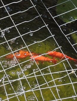 Junge Goldfische - Teichfische Kaltwasserfische fürs Aquarium - Niederwerrn