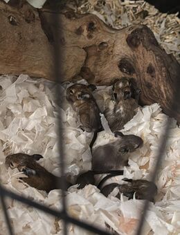 Degu Babys - Urbar (Landkreis Mayen-Koblenz)