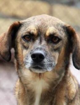 Giorgio ist die Lebensfreude pur! - Karben