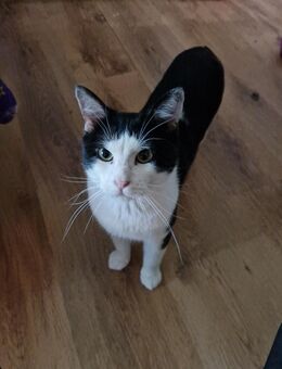 Kater sucht liebevolles neues Zuhause - Köln