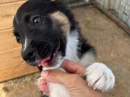 🦴Neugieriger Welpe Bones 🐾 - Eislingen (Fils)