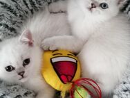 Reinrassige BKH Kitten. - Geislingen (Steige)