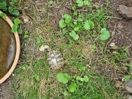 Griechische Landschildkröten Nachzuchten - Wolfenbüttel Zentrum