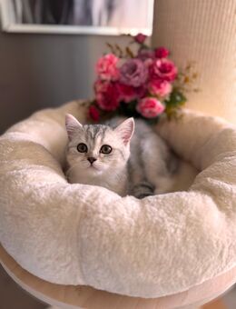 BKH Kitten Mädchen SOFORT abgabebereit - Brieskow-Finkenheerd