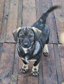 Welpenbub Räuber 🩵 - Laufen