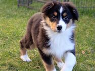 Australian Shepherd Welpen aus langjähriger liebevoller Hausaufzucht ASCA - Eichenzell