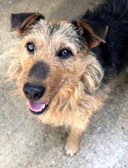 Dexter Großes Herz - Obertshausen