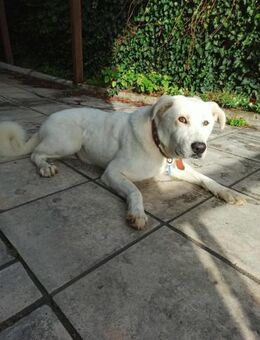 Bene, verschmust und entspannt - Starnberg