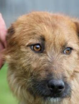 Bruna - kinderliebe Familienhündin - Lohra