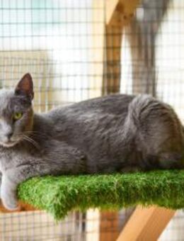 FiV+ Katze Grace - Grevenbroich