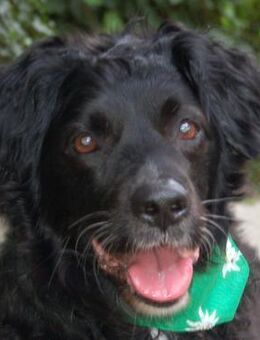 WILLIAM - lieb&verschmust - Betzenstein