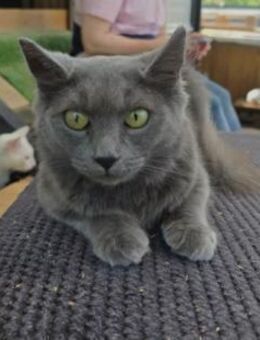 Schmusemaus BAGHIRA - Kallmünz