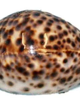 Echte Tigermuschel Meeresschnecke 5 - 7 cm - Hamburg