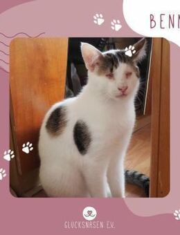 Kater Benny liebt es zu kuscheln - Lalendorf
