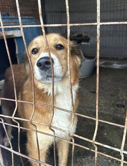 Max wartet täglich am Gitter - Alfdorf