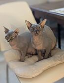 Sphynx Pärchen unkastriert in 23968