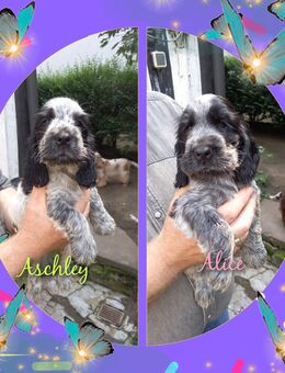 VDH Zucht von Englisch Cocker Spaniel - Bochum Linden