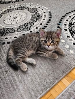 Reinrassige Whiskas Tabby BKH abgabebereit - Iffezheim