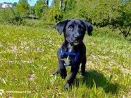 Hundebaby JARO🩵 sucht sein Wunder - Fahrenzhausen