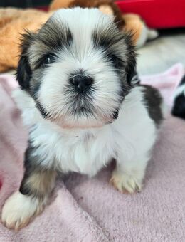 Shih tzu welpen - Güstrow