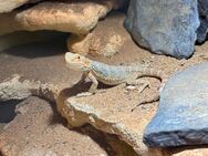 Bartagame mit Terrarium 200x63x101cm - Altendiez