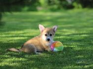 Corgi Pembroke Bube bietet Liebe und Treue auf Lebenszeit - Waldmünchen