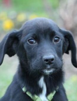 Barky sucht sein Glück ... - Hagen (Stadt der FernUniversität)