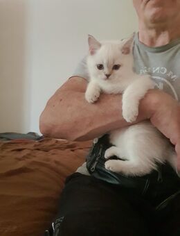 BKH Kitten vier mail Geimpft, mit blauen Augen - Leipzig West