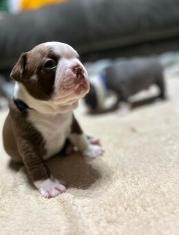 Boston Terrier Welpen - Damme Zentrum