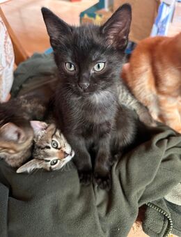 BARNY - Kater, Kitten abzugeben - Höchst (Odenwald)