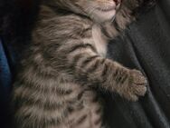 3 Katzen Kitten (W) - Neustadt (Weinstraße)