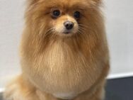 Pomeranian Zwergspitz, Rüde - Berlin Steglitz-Zehlendorf