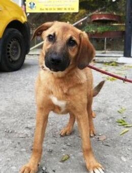 Kaida ist eine ganz sanfte, liebe Hündin - Karben