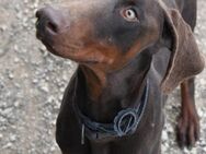 Dobermann Biscotti sucht seine Menschen - Berlin