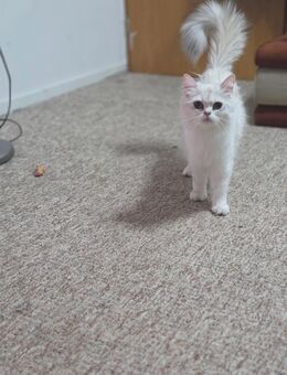Reinrassige britisch langhaar katze - Detmold Berlebeck
