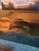 Chinesische Weichschildkröten in 52511