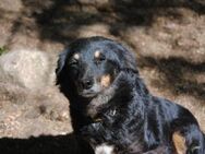 Gertrude sucht liebevolles Zuhause - Berlin