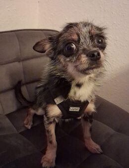 BENNY CHIHUAHUA - Pößneck