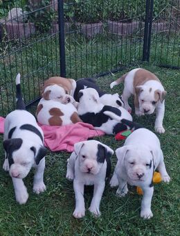 American Bulldog Welpen - Leegebruch