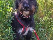 Phoebe sucht ihr Für-Immer-Zuhause! - Schwalmtal (Nordrhein-Westfalen)