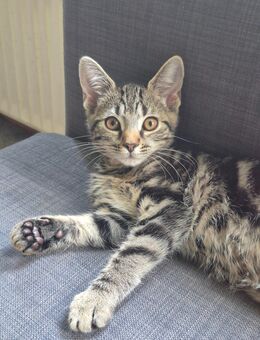 Kleine Katze Dame (Lotti) abzugeben - Norderstedt