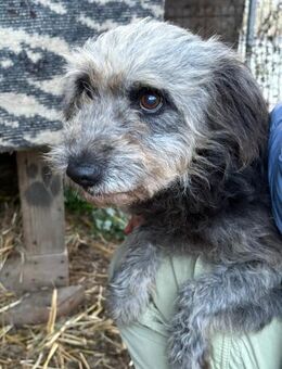 Ana sucht Ihre Menschen! - Schwaig (Nürnberg)