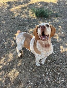 Molly Pointer-Dame auf der Suche - Berlin