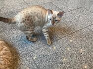 Die 2 Letzte Bengal kitten suchen ein Zuhause - Frechen