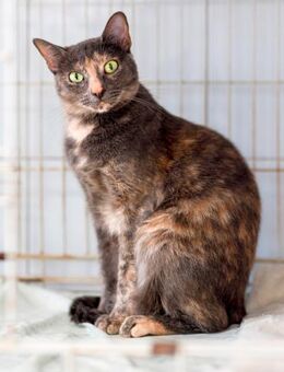 Katze Vivero - Bochum