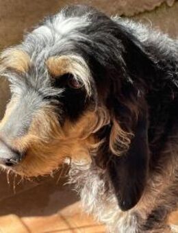 Millie - Würzburg